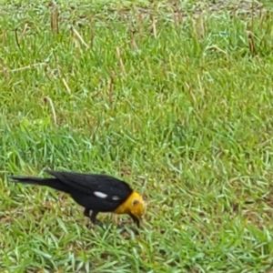 Meet your Posher, Billi